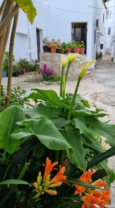 Casa Francisca En El Casco Antiguo Villa Vejer de la Frontera Bagian luar foto